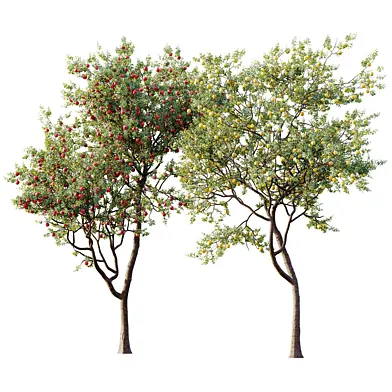 AV Plant Malus Pumila Apple Red Fruit Tree 01