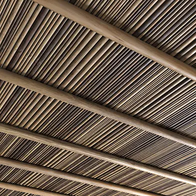 Branch ceiling n5