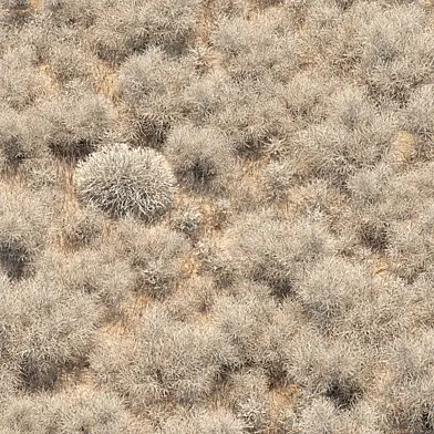 Desert Weed Collection 525-3D Plant Model