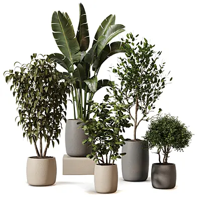 Plants 627