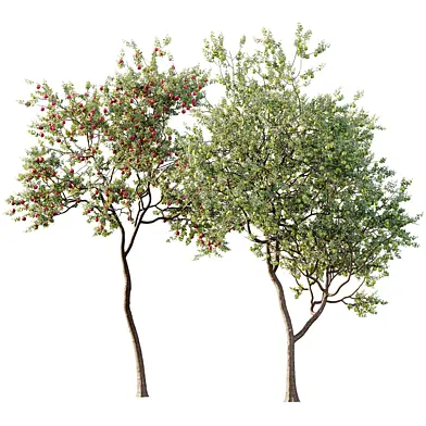 AV Plant Malus Pumila Apple Fruit Tree 02