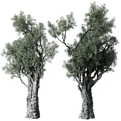 Olive Trees Set 18