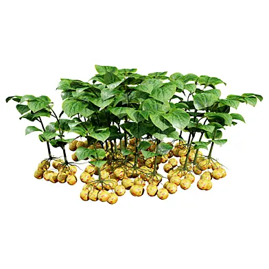 Ullucus Tuberosus Vegetable Plants