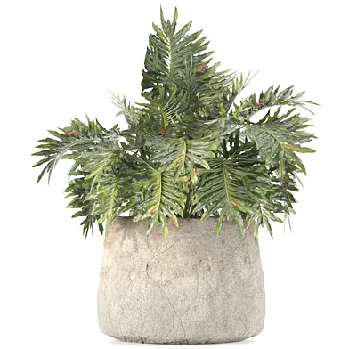 Indoor plant 078