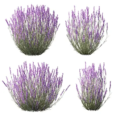 Лаванда узколистная 4 варианта Lavandula angustifolia set 60 см 001