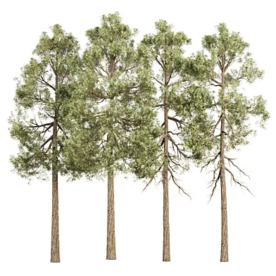 Conifer Trees Collection 511
