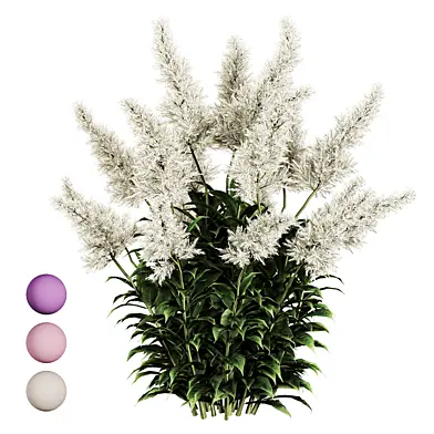 Astilbe Garden Plant Collection