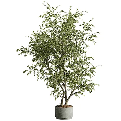 Indoor Bonsai Plant 218