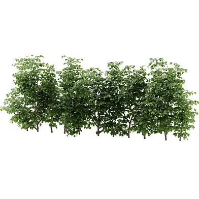Multiple Simple Bush Summer_02_39