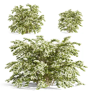 Чубушник Ауреус (Philadelphus Aureus)