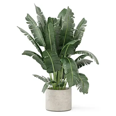 Big Leaf Plant in Handmade Pot_Set 4789