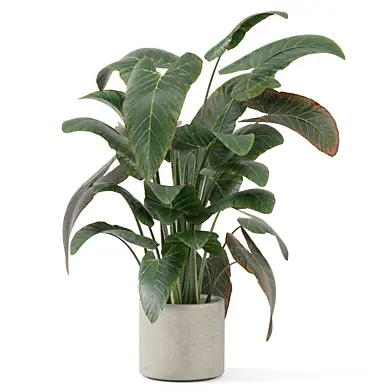 Big Leaf Alocasia Gageana Plant_Set 4792