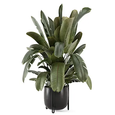Big Leaf Plant in Metal Pot_Set 4803