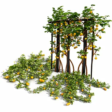 Kiwano Klant Fruit Vegtable Plants
