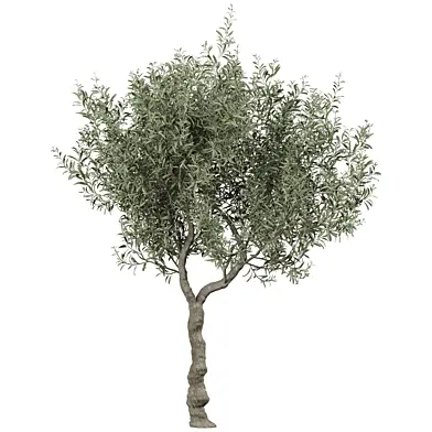 Olive tree vol 68