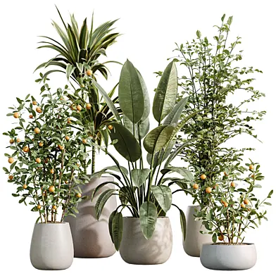 AV Indoor Plants Set 610 China Orange Tree and Ficus Elastica and Alnus Glutinosa and Lemon Lime Cane