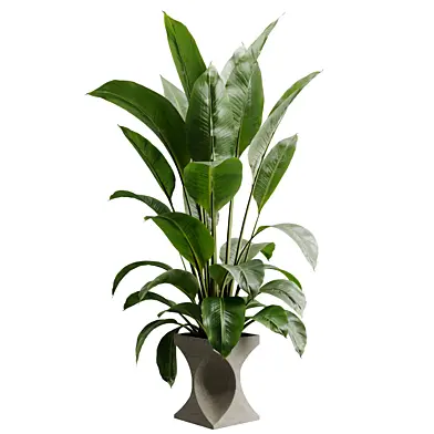 Ravenala Strelittia Plant in a concrete Pot - Indoor Plant 859
