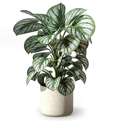 Plant 665