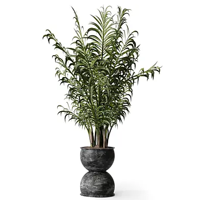 Plant - Areca palm 668