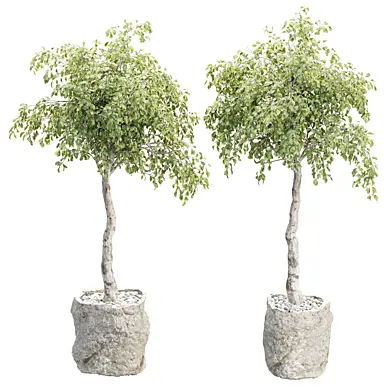 Indoor Plants 541 3D Plant Model