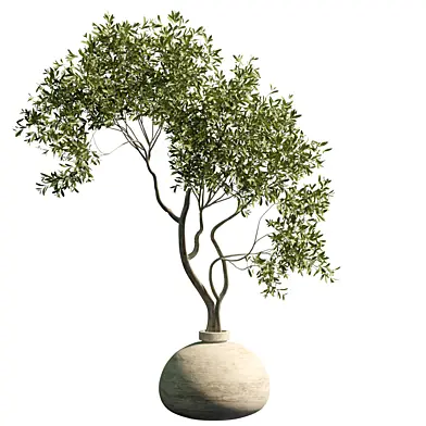 indoor plant 21