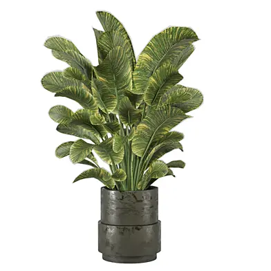 indoor Plants Collection 2819