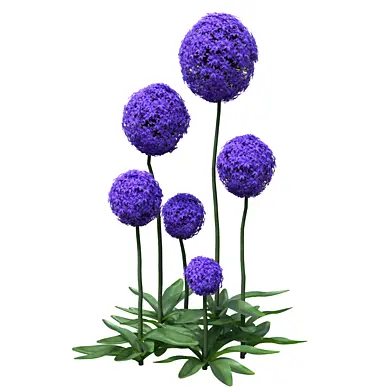 Collection Purple Giant Allium Flowering Bush Plant_05