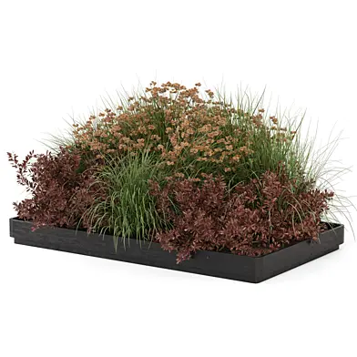 Outdoor Plants Bush Collection 4897