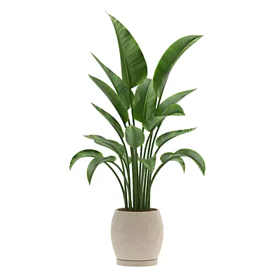 Strelitzia Nicolai Bird of Paradise-set-025