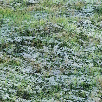 Snowy Wild Grass Ground