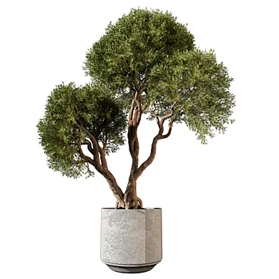 Bonsai indoor Plant 720