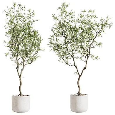 Indoor plants Plant in pot 03