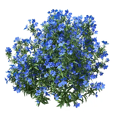 Collection flower light blue flowering plant 07