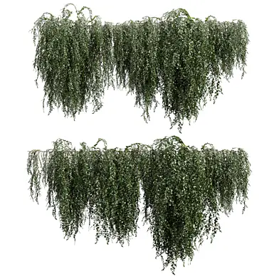 plant vol 1268 - ivy - creeper