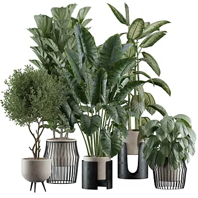Indoor plant A770 vray