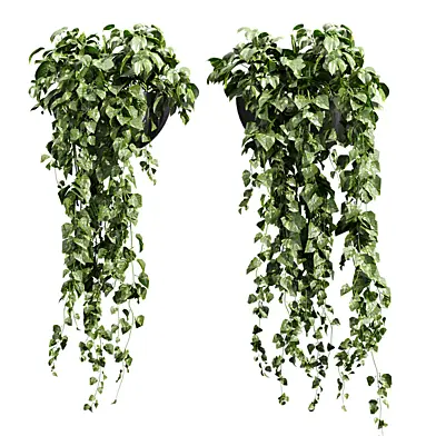 plant vol 1273 - Hanging - Pothos - Araceae