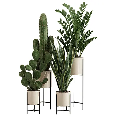 Cactus Zamioculcas Sansevieria Indoor Plants Set 03