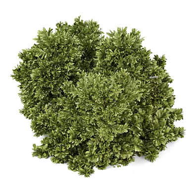 Outdoor Plants Bush_Bush Set 4929