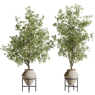 Indoor Bonsai Plant 249