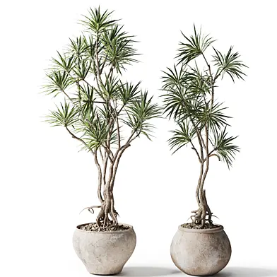 set of dragon plant in pot