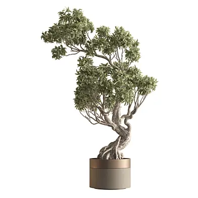 Indoor Plant 1017 - Bonsai Plant