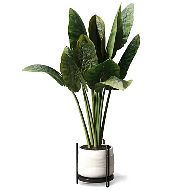 Indoor Tall Plant Big Leaf 707