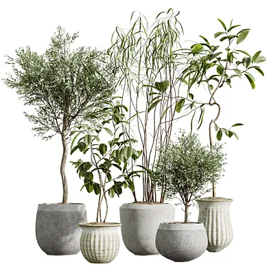 AV Indoor Plants Set 635 Olive Elegant Mission Ficus Dracaena Marginata