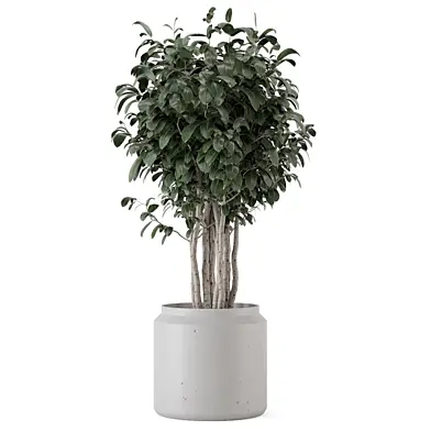 Indoor Plants Rusty Concrete Pot_Set 4959