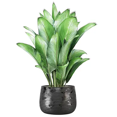 indoor Plants Collection 2847