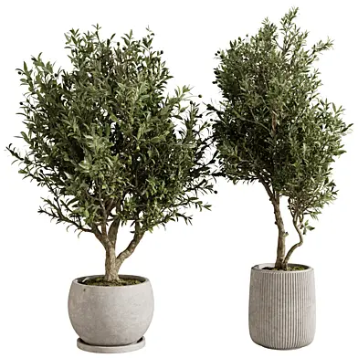 Indoor Olive Tree Set in Planter Vol 13