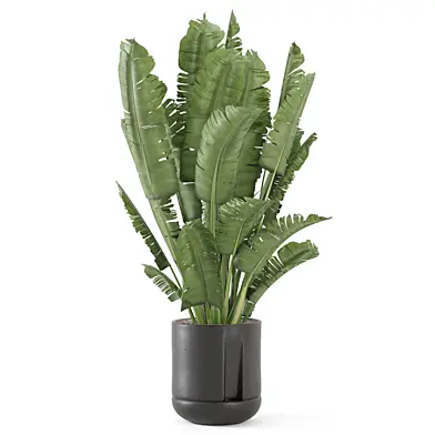 Big Green Leaf Plant_Set 4979