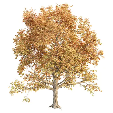 Seasonal Tree 560 3D Model