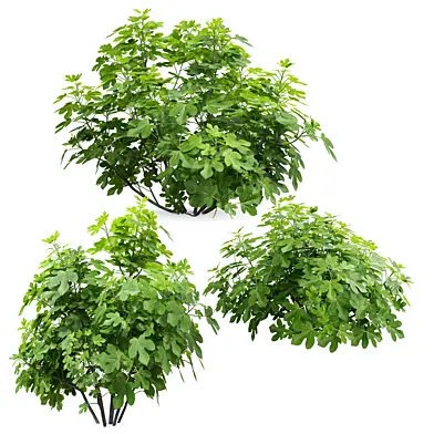Fig tree 04