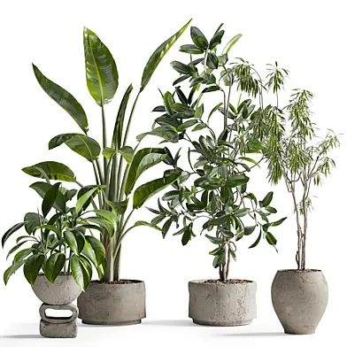 indoorplant set10